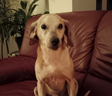 Load image into Gallery viewer, *Christmas Sponsorship pack
